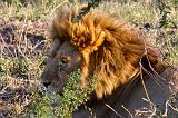 TANZANIA - Serengeti National Park - Leoni Lions - 30